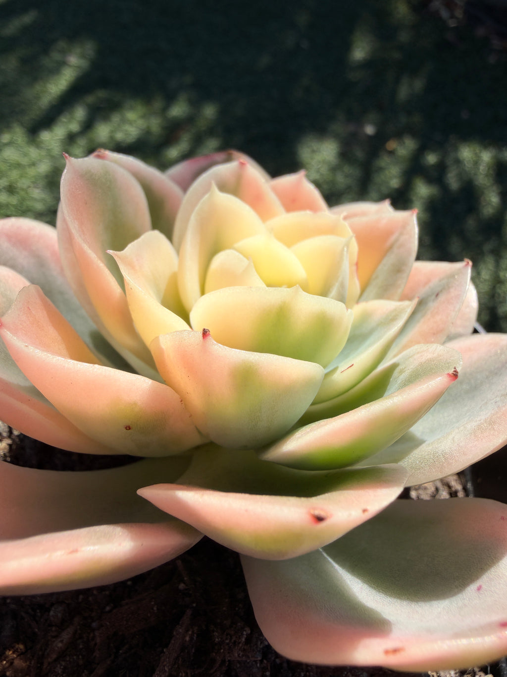 Rare Echeveria 'Variegated White Maria’ — 4.5" Collector‑Grade Succulent | USDA‑APHIS Permitted | Grown at Huamoo Amigo