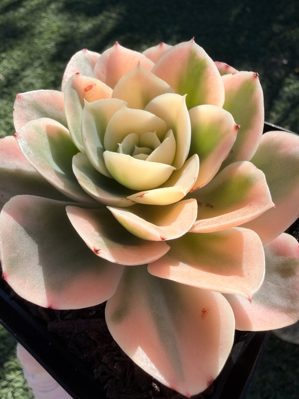 Rare Echeveria 'Variegated White Maria’ — 4.5" Collector‑Grade Succulent | USDA‑APHIS Permitted | Grown at Huamoo Amigo