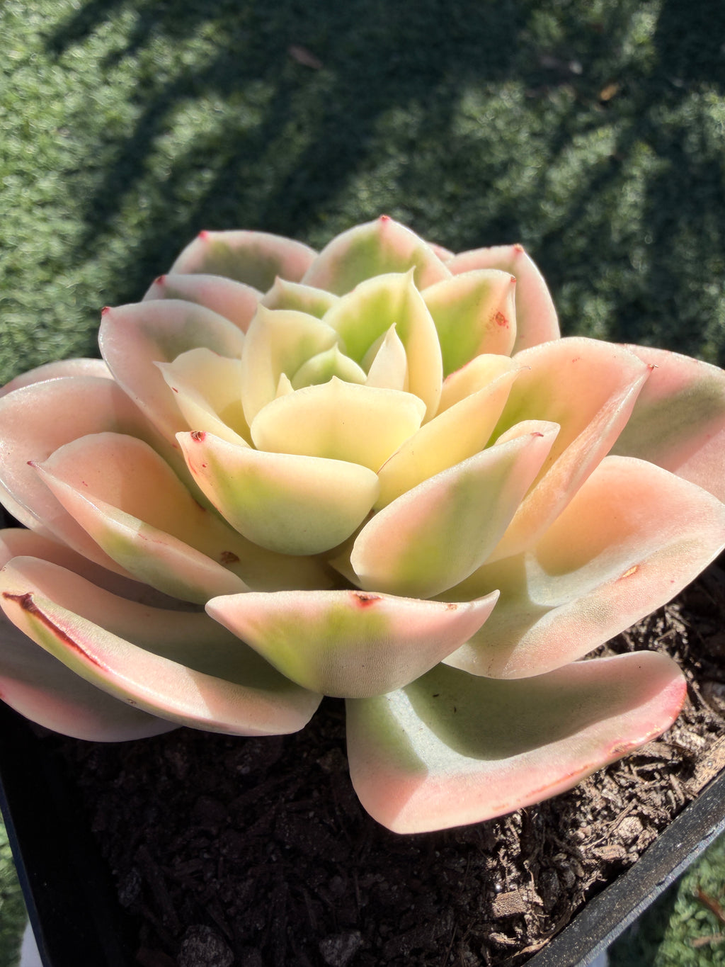 Rare Echeveria 'Variegated White Maria’ — 4.5" Collector‑Grade Succulent | USDA‑APHIS Permitted | Grown at Huamoo Amigo
