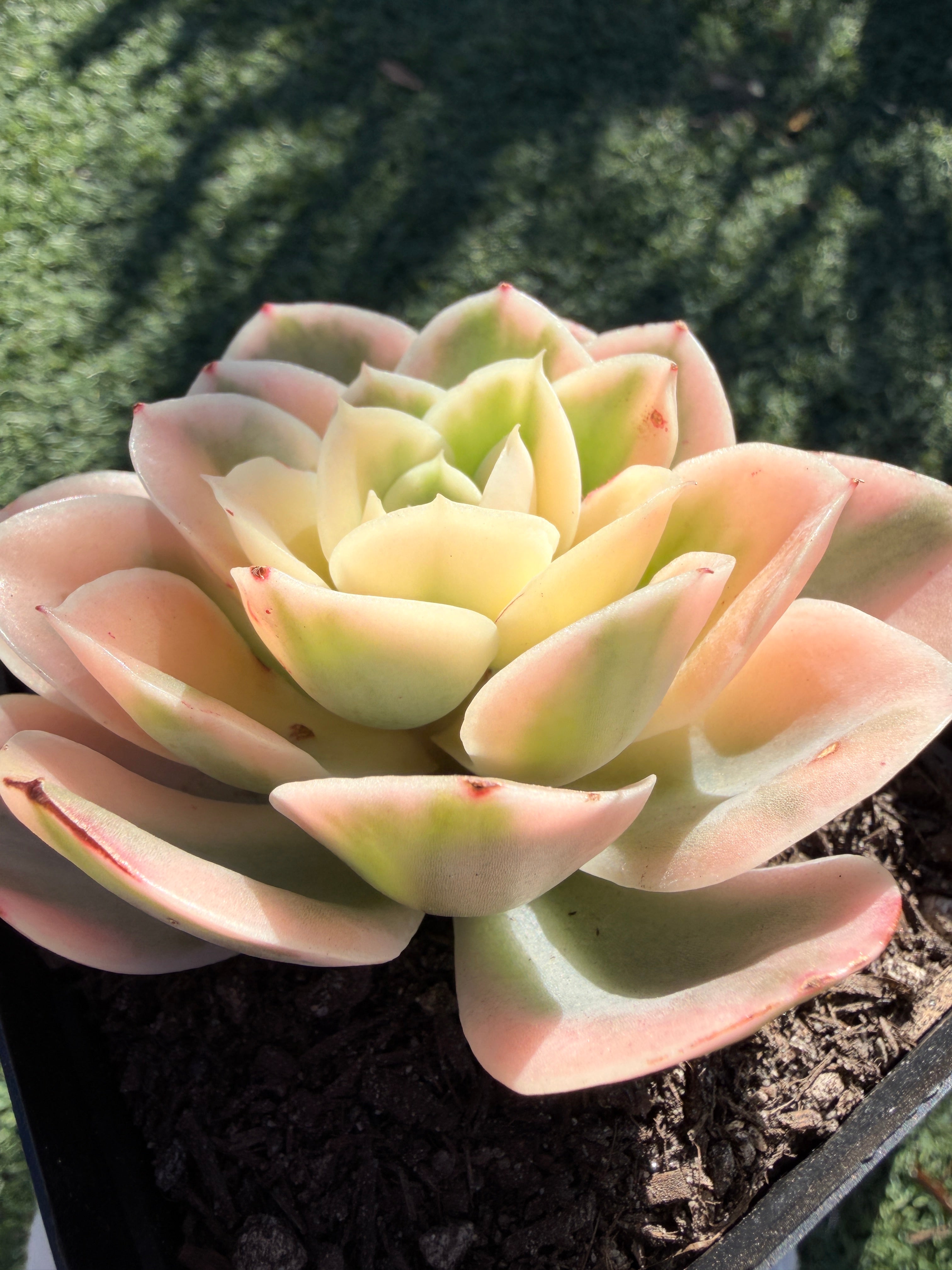 Rare Echeveria 'Variegated White Maria’ — 4.5" Collector‑Grade Succulent | USDA‑APHIS Permitted | Grown at Huamoo Amigo