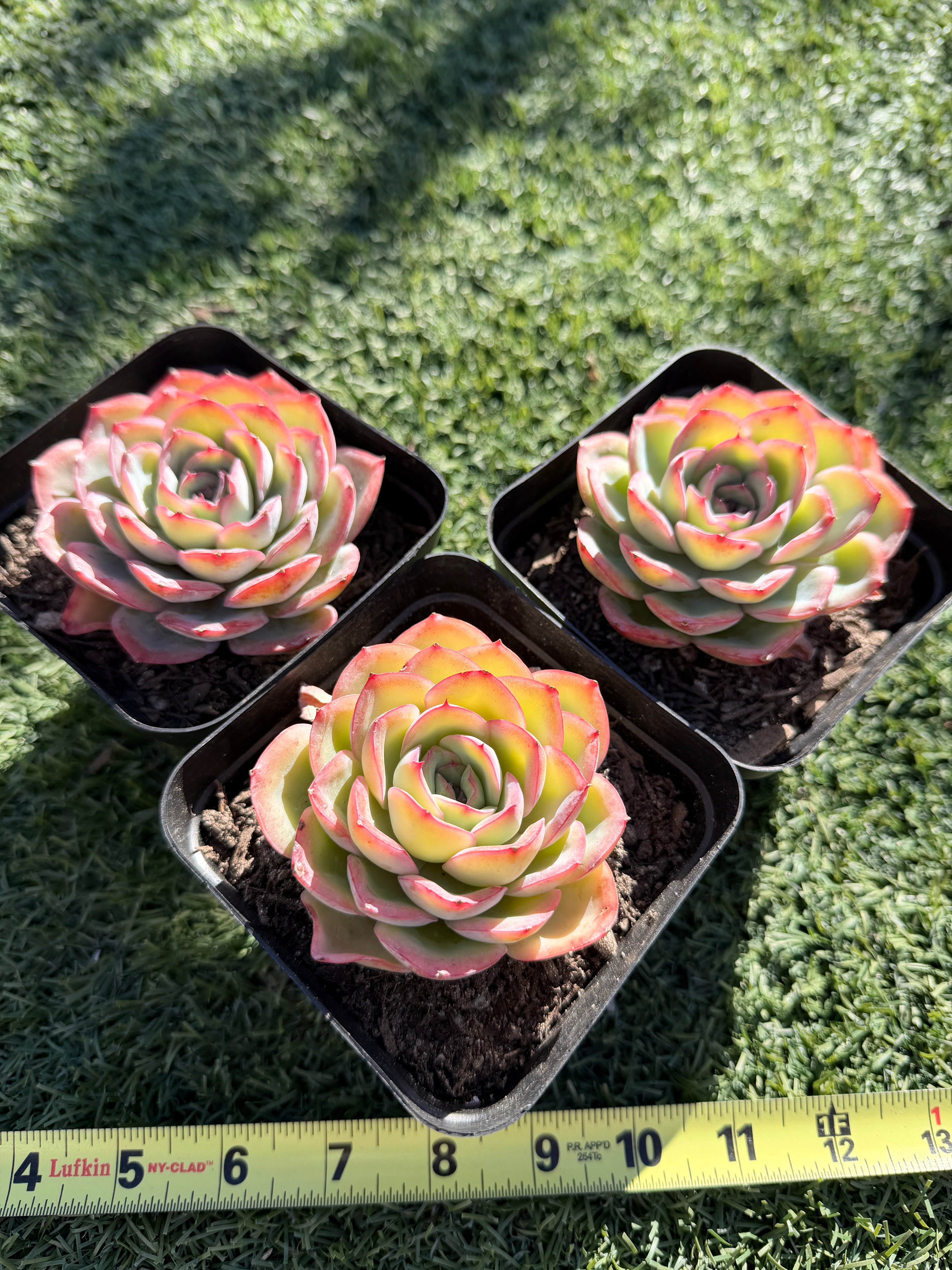 Rare Pastel Echeveria 'Orange Dew' Succulent | Pink-Edged Rosette | USDA-Permitted | Huamoo Amigo Farm
