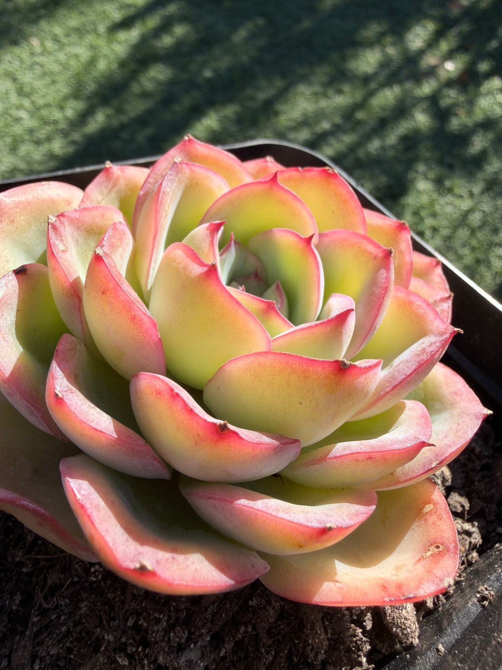 Rare Pastel Echeveria 'Orange Dew' Succulent | Pink-Edged Rosette | USDA-Permitted | Huamoo Amigo Farm