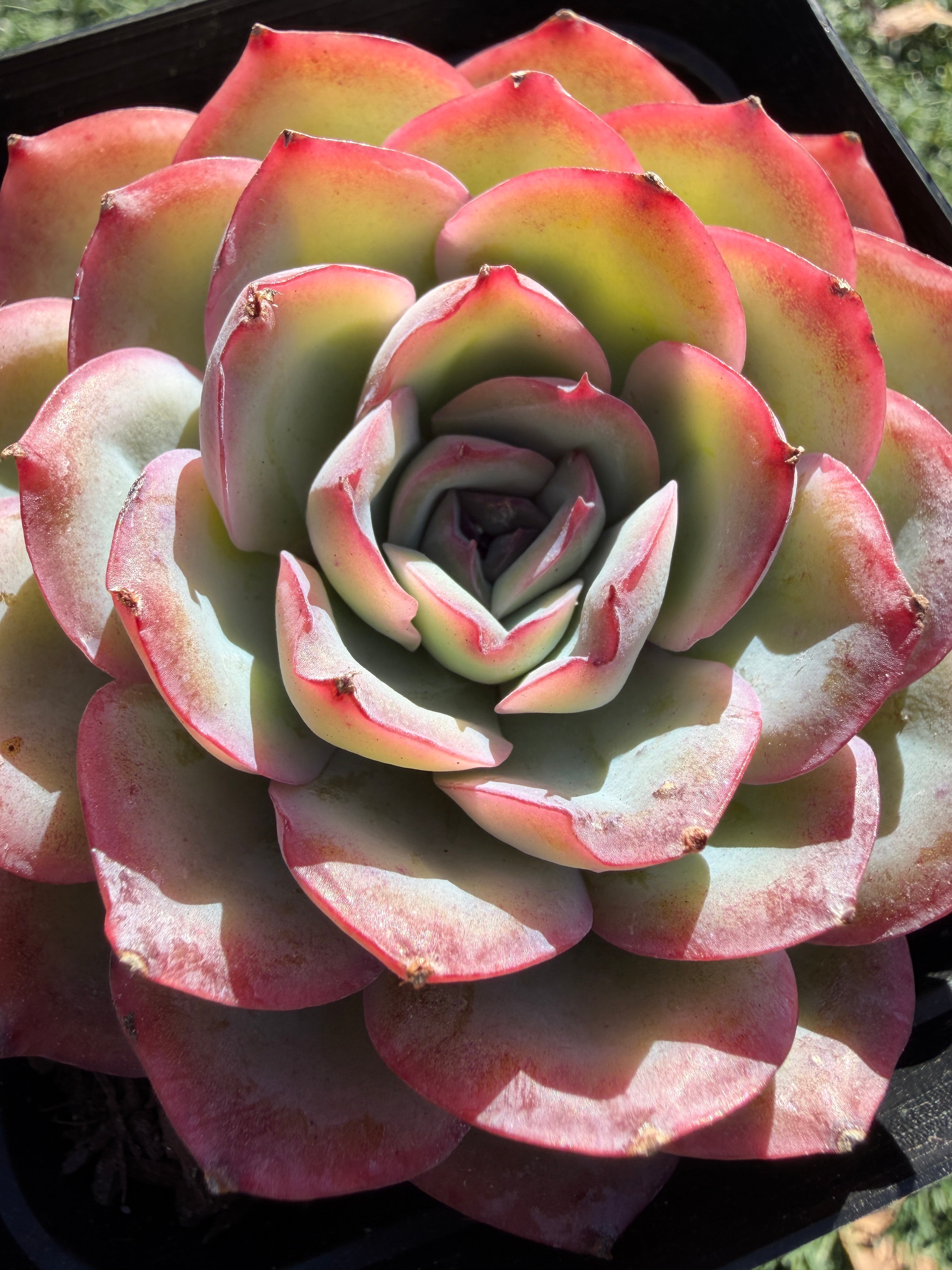 Rare Pastel Echeveria 'Orange Dew' Succulent | Pink-Edged Rosette | USDA-Permitted | Huamoo Amigo Farm
