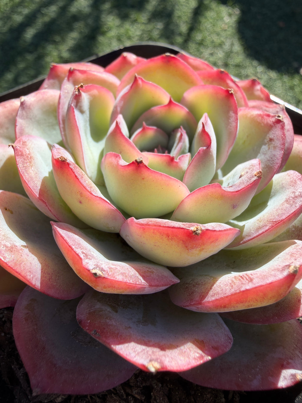 Rare Pastel Echeveria 'Orange Dew' Succulent | Pink-Edged Rosette | USDA-Permitted | Huamoo Amigo Farm