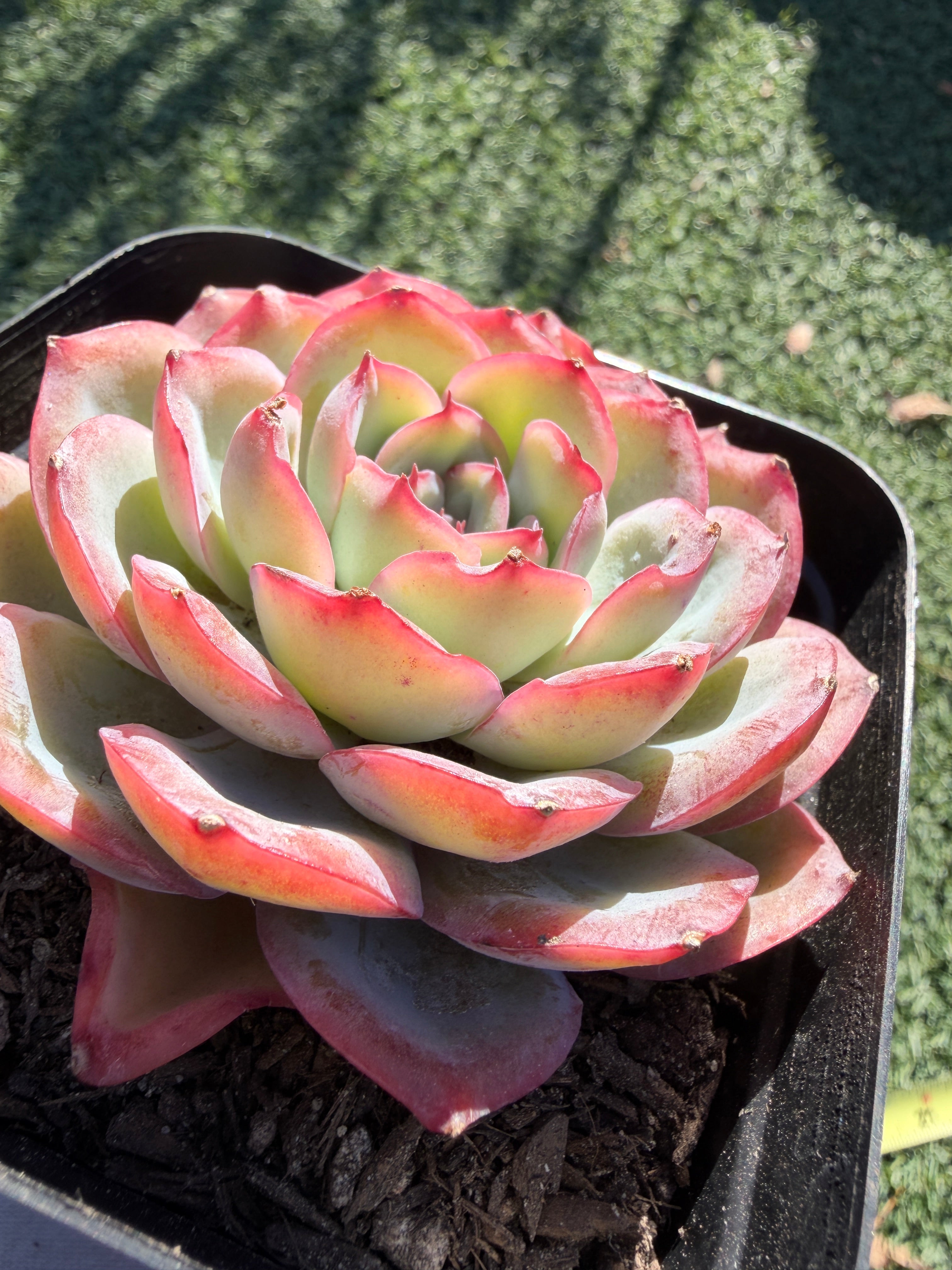 Rare Pastel Echeveria 'Orange Dew' Succulent | Pink-Edged Rosette | USDA-Permitted | Huamoo Amigo Farm
