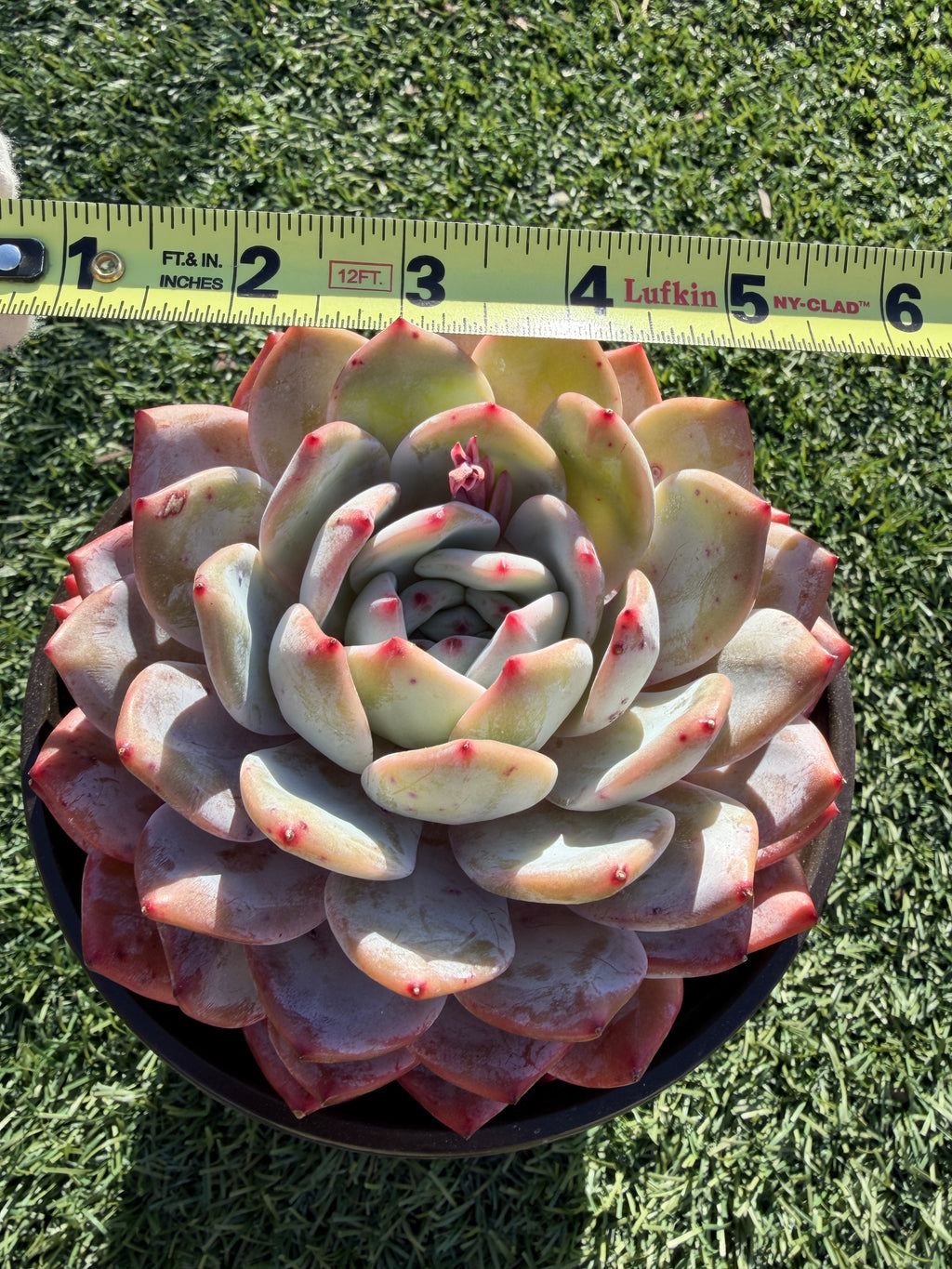 Rare Echeveria Giant Monroe | Large Rosette or Two-Head Succulent | Huamoo Amigo Farm