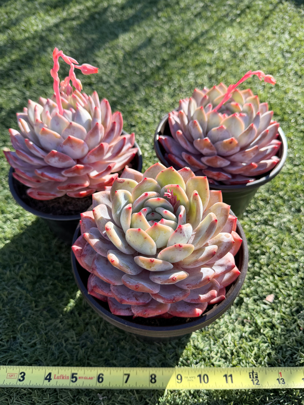 Rare Echeveria Giant Monroe | Large Rosette or Two-Head Succulent | Huamoo Amigo Farm