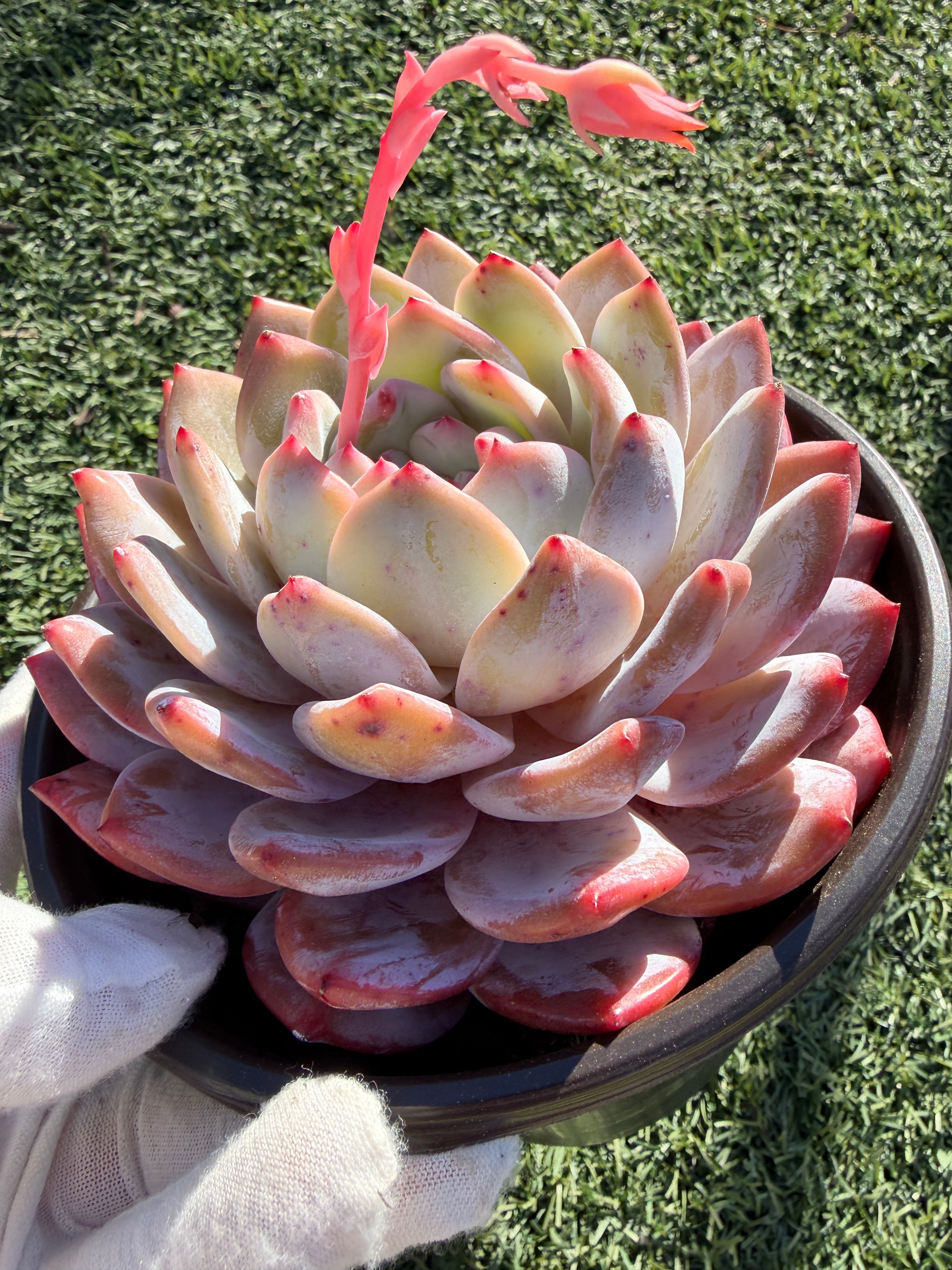 Rare Echeveria Giant Monroe | Large Rosette or Two-Head Succulent | Huamoo Amigo Farm