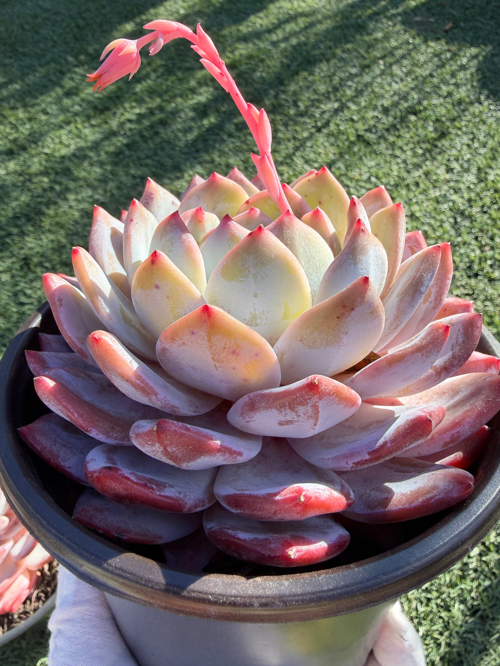 Rare Echeveria Giant Monroe | Large Rosette or Two-Head Succulent | Huamoo Amigo Farm