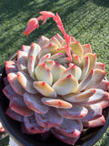 Rare Echeveria Giant Monroe | Large Rosette or Two-Head Succulent | Huamoo Amigo Farm