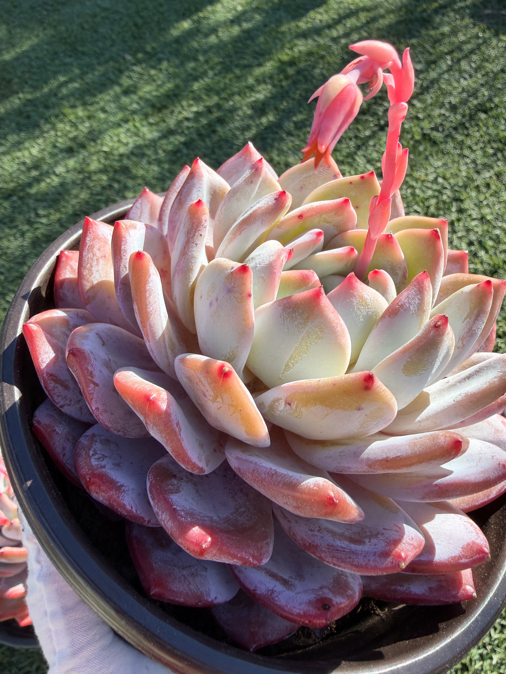 Rare Echeveria Giant Monroe | Large Rosette or Two-Head Succulent | Huamoo Amigo Farm