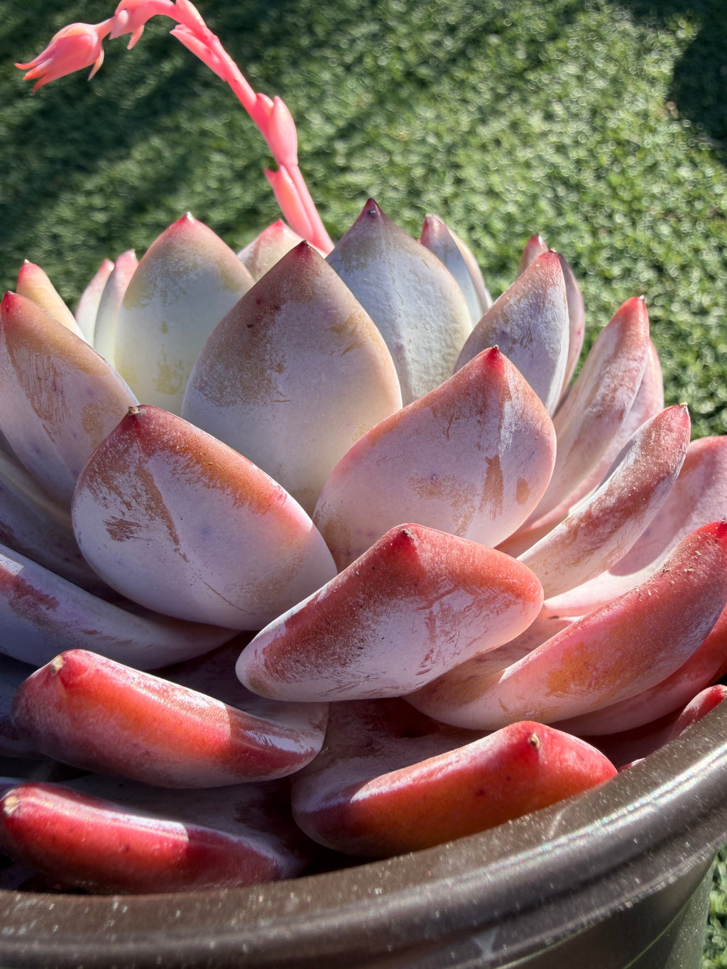 Rare Echeveria Giant Monroe | Large Rosette or Two-Head Succulent | Huamoo Amigo Farm