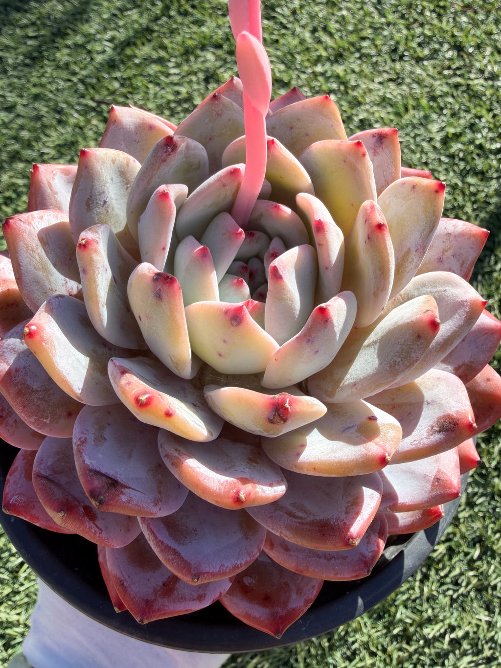 Rare Echeveria Giant Monroe | Large Rosette or Two-Head Succulent | Huamoo Amigo Farm
