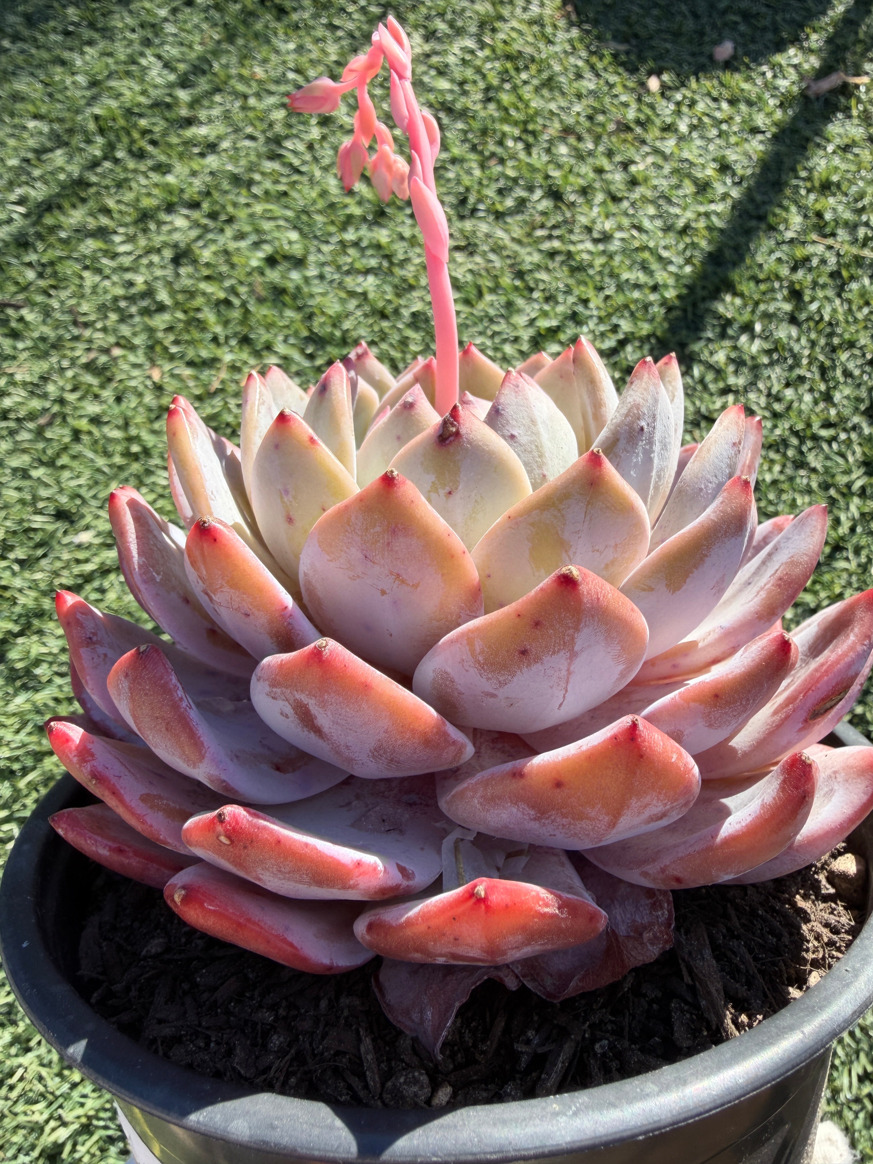 Rare Echeveria Giant Monroe | Large Rosette or Two-Head Succulent | Huamoo Amigo Farm