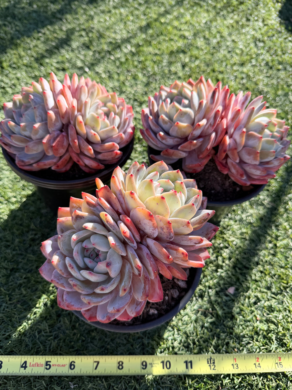 Rare Echeveria Giant Monroe | Large Rosette or Two-Head Succulent | Huamoo Amigo Farm