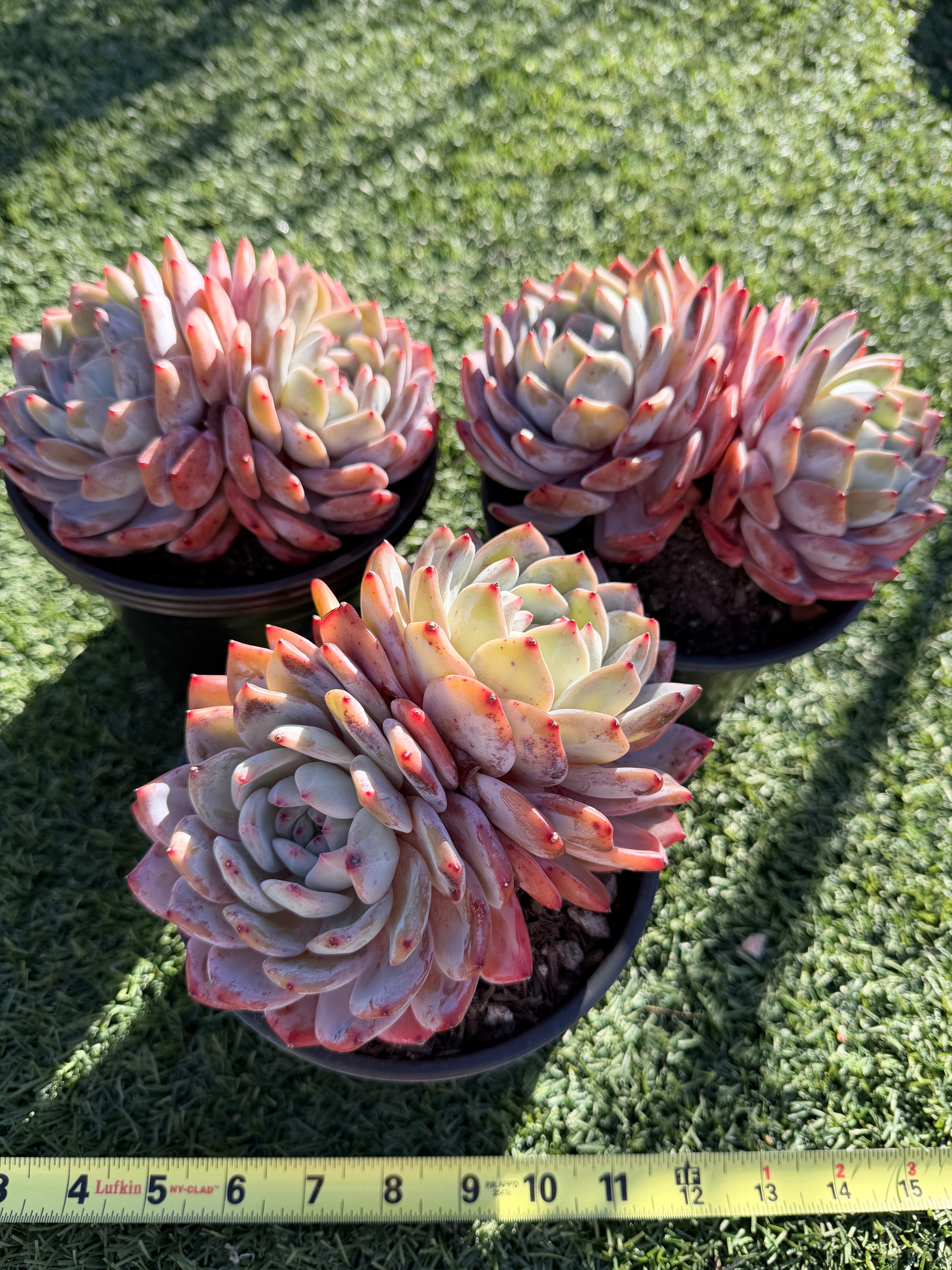 Rare Echeveria Giant Monroe | Large Rosette or Two-Head Succulent | Huamoo Amigo Farm