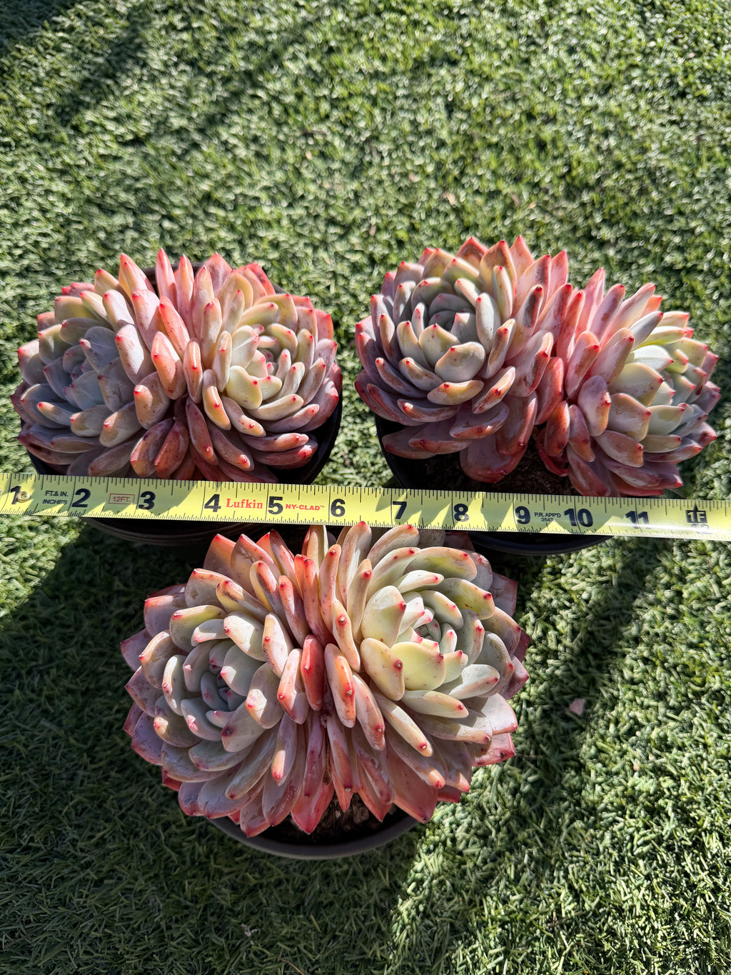 Rare Echeveria Giant Monroe | Large Rosette or Two-Head Succulent | Huamoo Amigo Farm