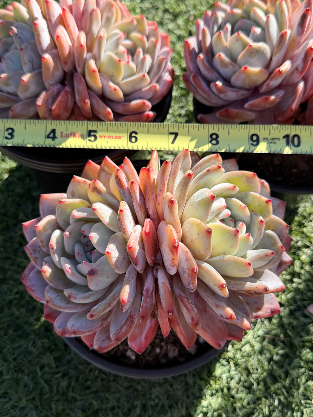 Rare Echeveria Giant Monroe | Large Rosette or Two-Head Succulent | Huamoo Amigo Farm