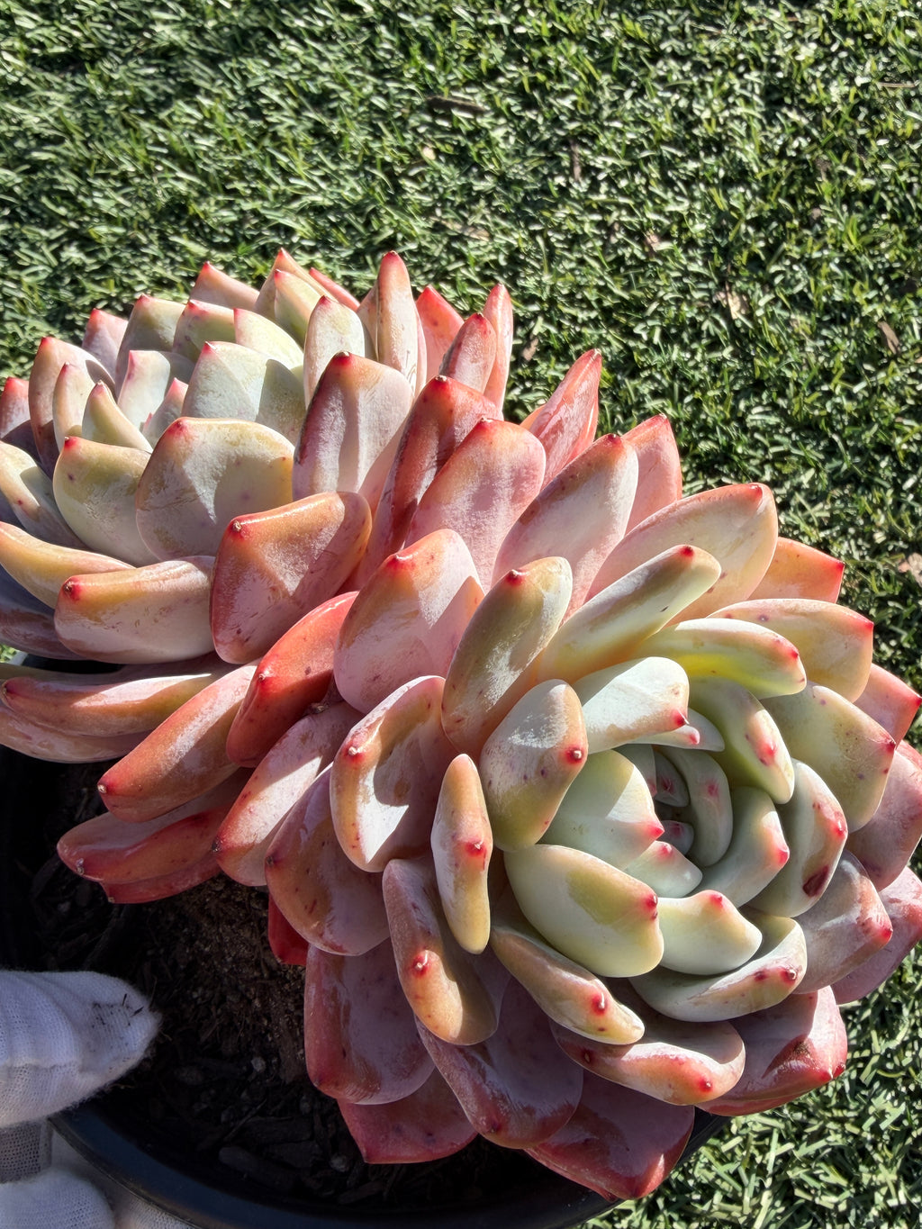 Rare Echeveria Giant Monroe | Large Rosette or Two-Head Succulent | Huamoo Amigo Farm