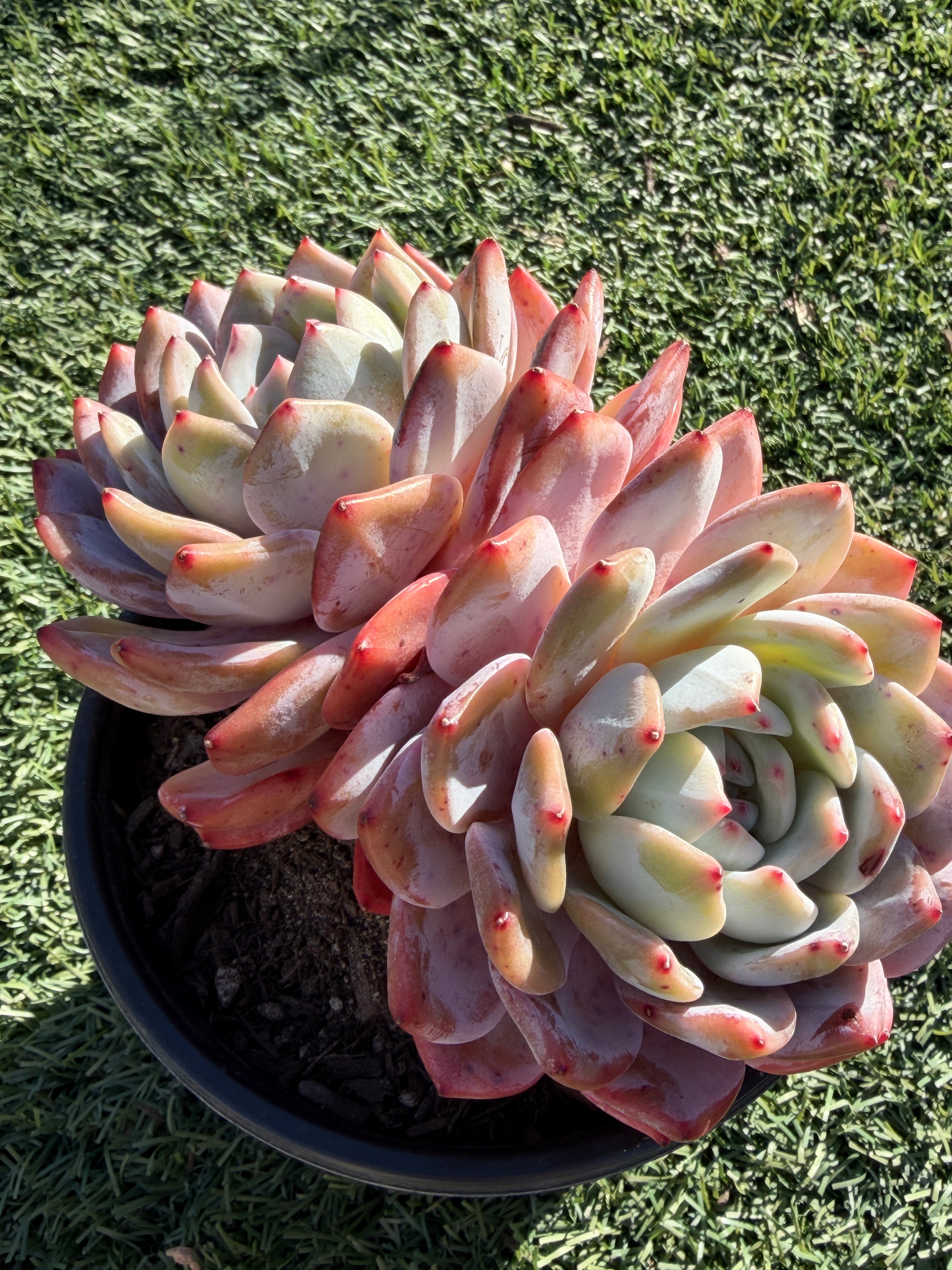 Rare Echeveria Giant Monroe | Large Rosette or Two-Head Succulent | Huamoo Amigo Farm