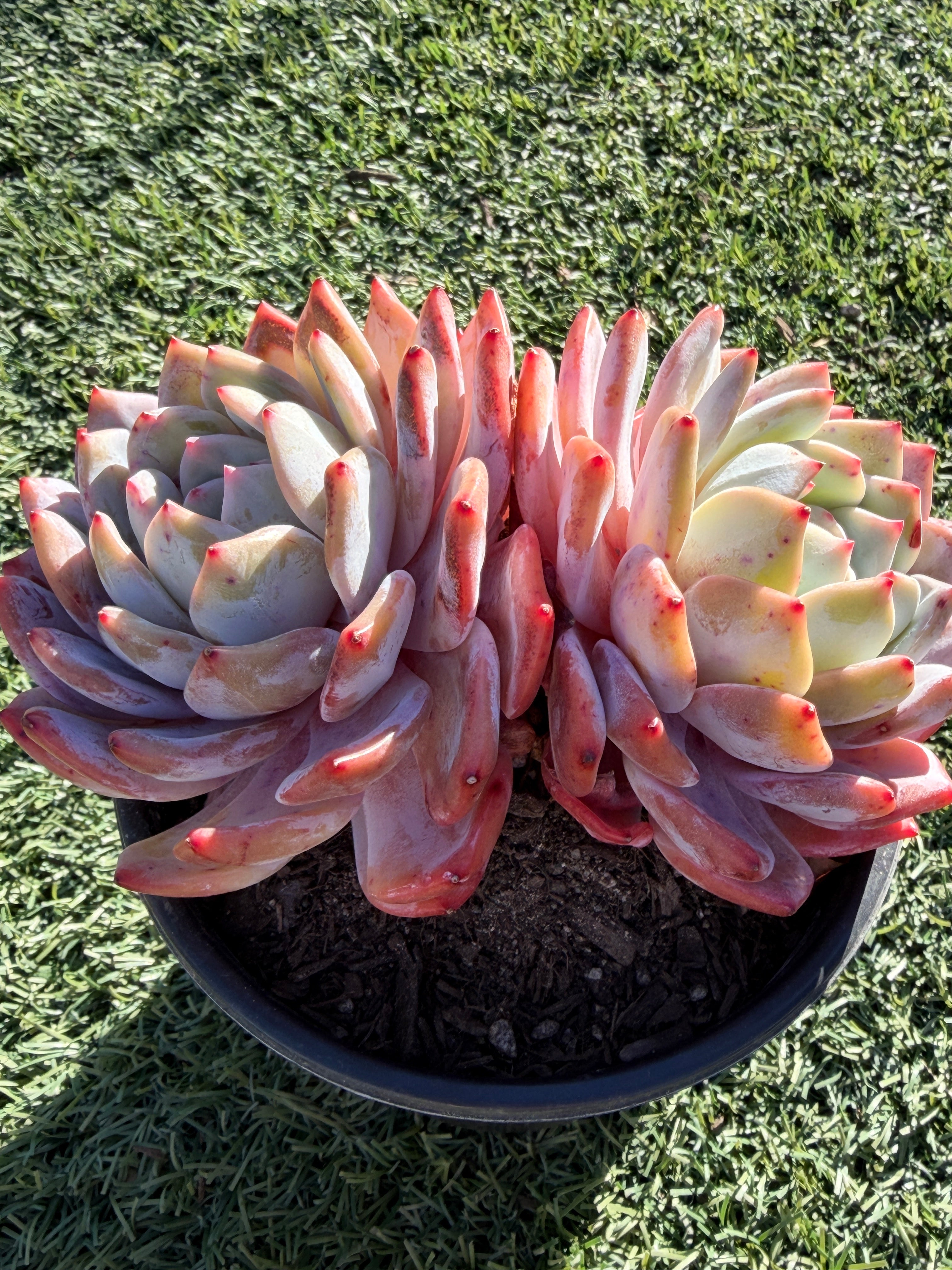 Rare Echeveria Giant Monroe | Large Rosette or Two-Head Succulent | Huamoo Amigo Farm