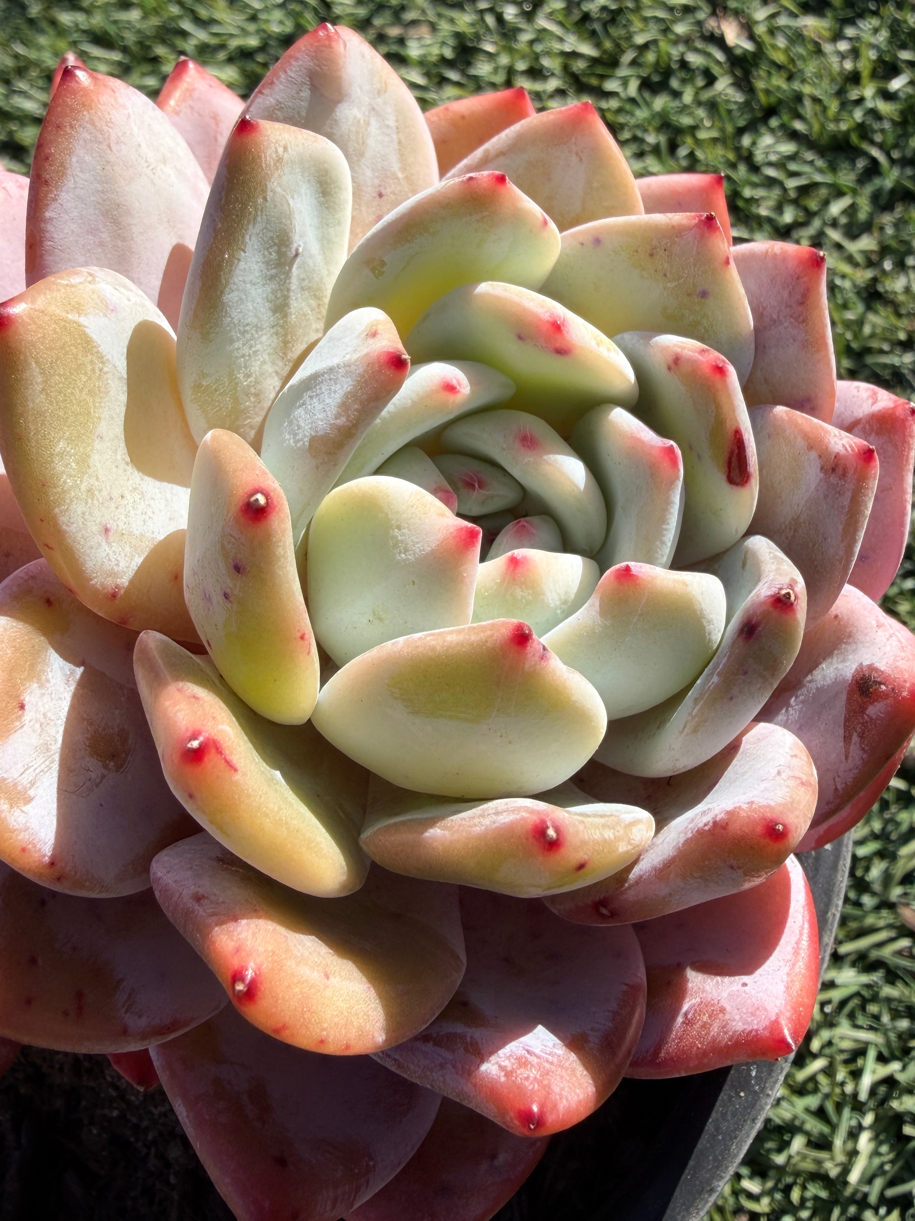 Rare Echeveria Giant Monroe | Large Rosette or Two-Head Succulent | Huamoo Amigo Farm