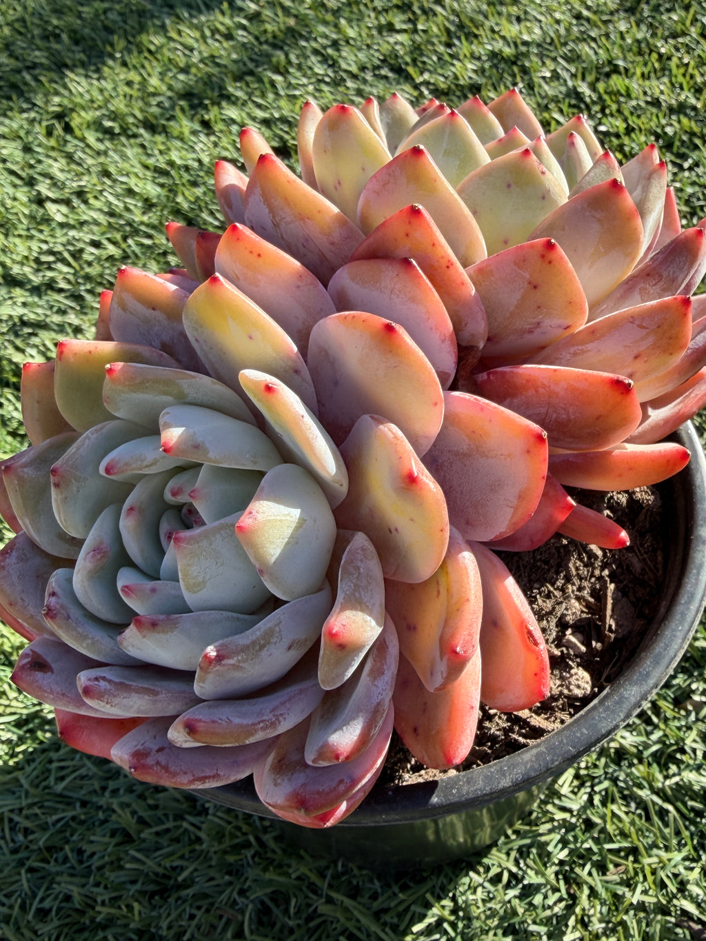 Rare Echeveria Giant Monroe | Large Rosette or Two-Head Succulent | Huamoo Amigo Farm