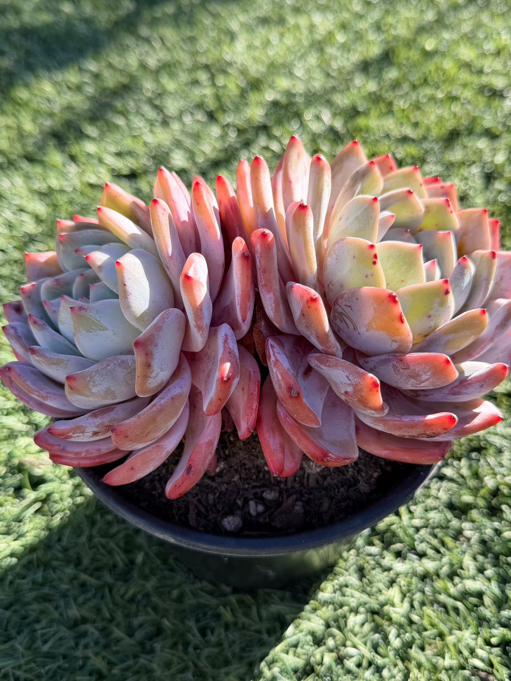 Rare Echeveria Giant Monroe | Large Rosette or Two-Head Succulent | Huamoo Amigo Farm