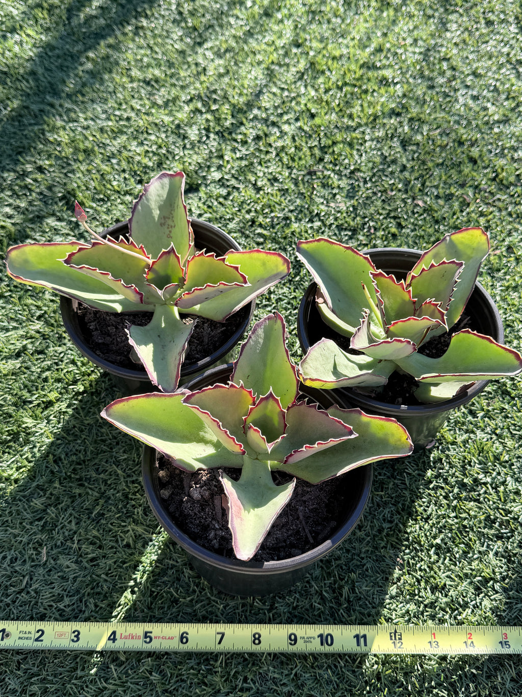 Echeveria × Kalanchoe ‘Synsepala’ – Imported Live Succulent & CA‑Acclimated