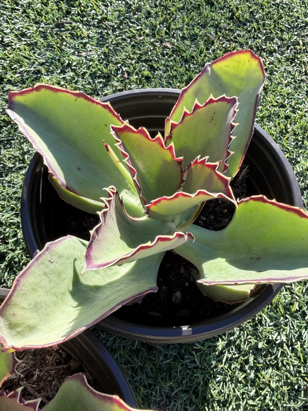 Echeveria × Kalanchoe ‘Synsepala’ – Imported Live Succulent & CA‑Acclimated