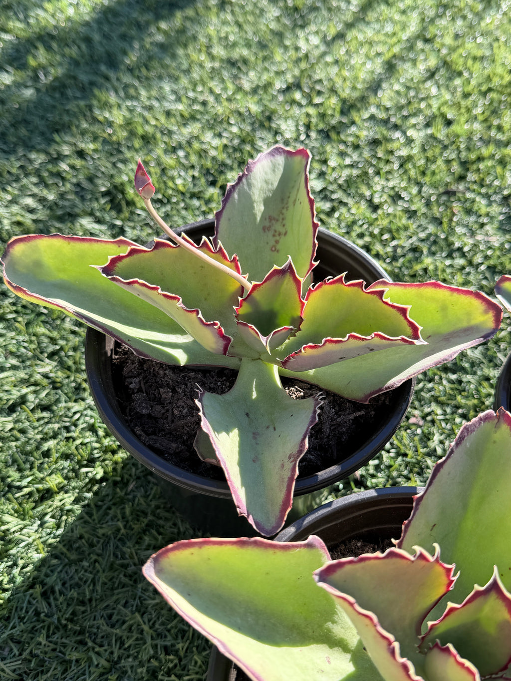 Echeveria × Kalanchoe ‘Synsepala’ – Imported Live Succulent & CA‑Acclimated