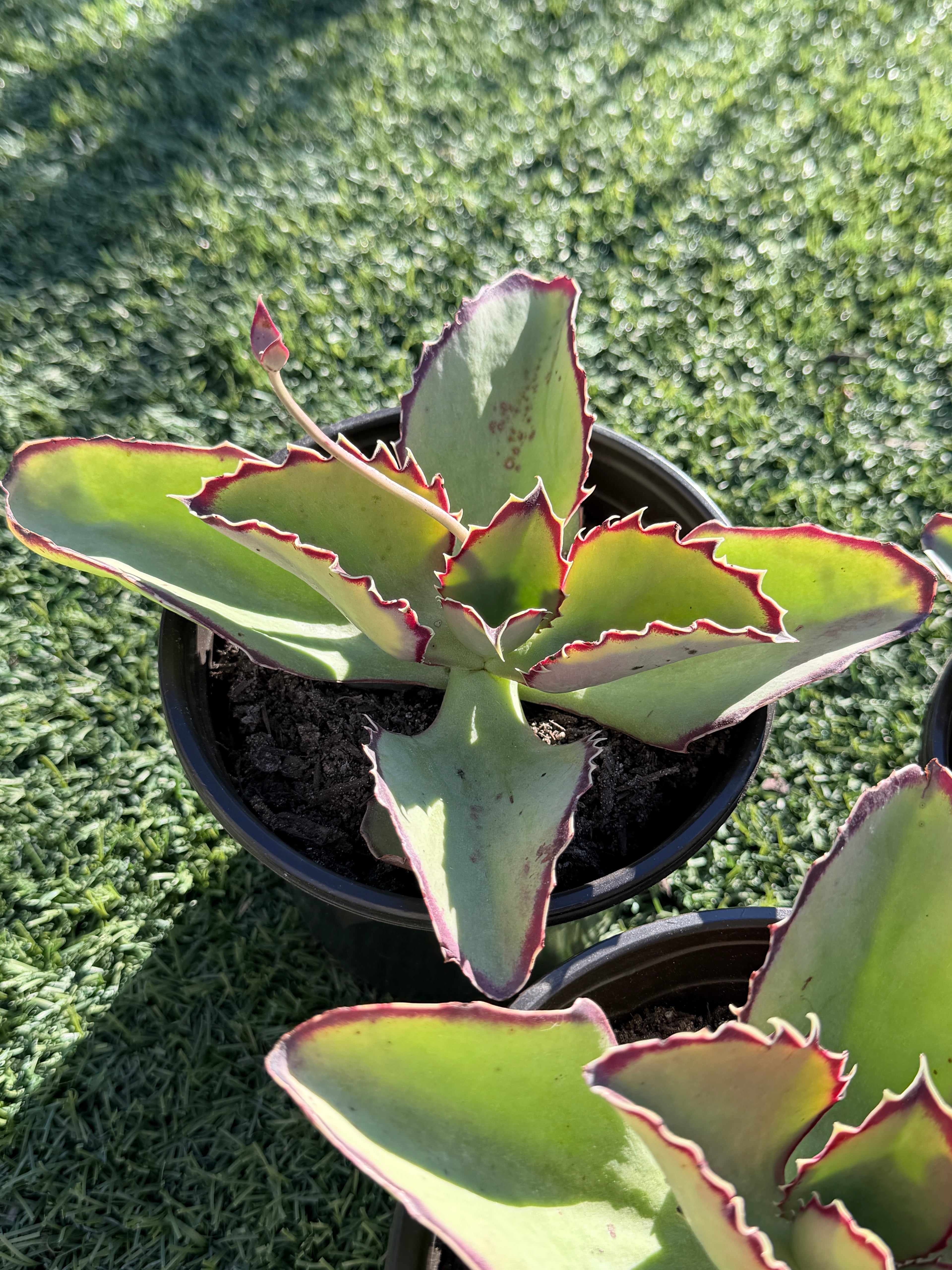 Echeveria × Kalanchoe ‘Synsepala’ – Imported Live Succulent & CA‑Acclimated