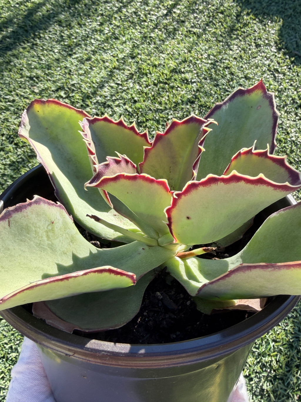 Echeveria × Kalanchoe ‘Synsepala’ – Imported Live Succulent & CA‑Acclimated