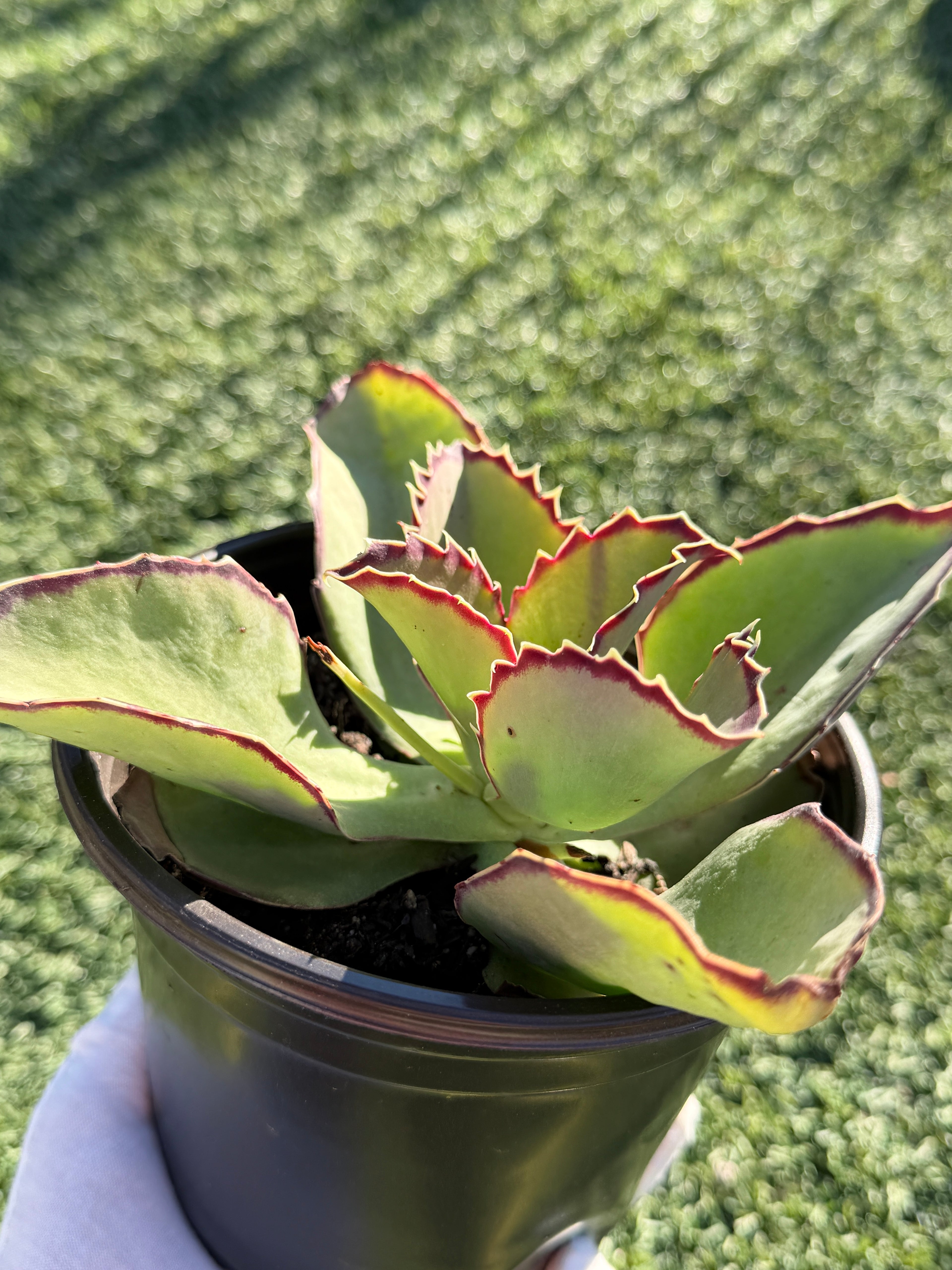 Echeveria × Kalanchoe ‘Synsepala’ – Imported Live Succulent & CA‑Acclimated