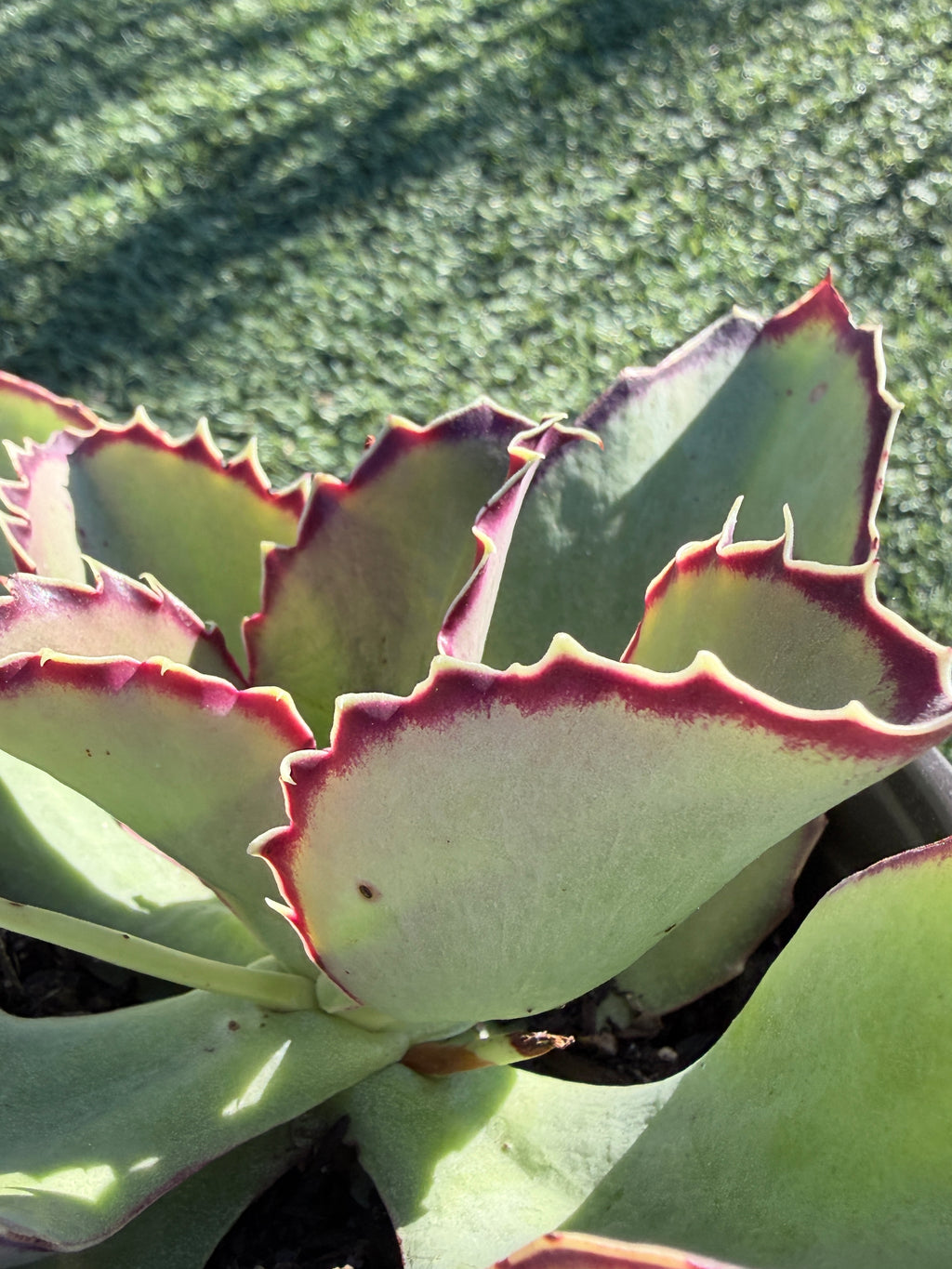 Echeveria × Kalanchoe ‘Synsepala’ – Imported Live Succulent & CA‑Acclimated