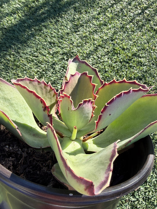 Echeveria × Kalanchoe ‘Synsepala’ – Imported Live Succulent & CA‑Acclimated