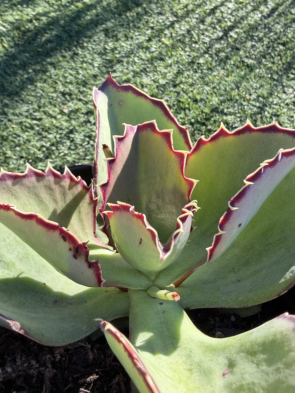 Echeveria × Kalanchoe ‘Synsepala’ – Imported Live Succulent & CA‑Acclimated