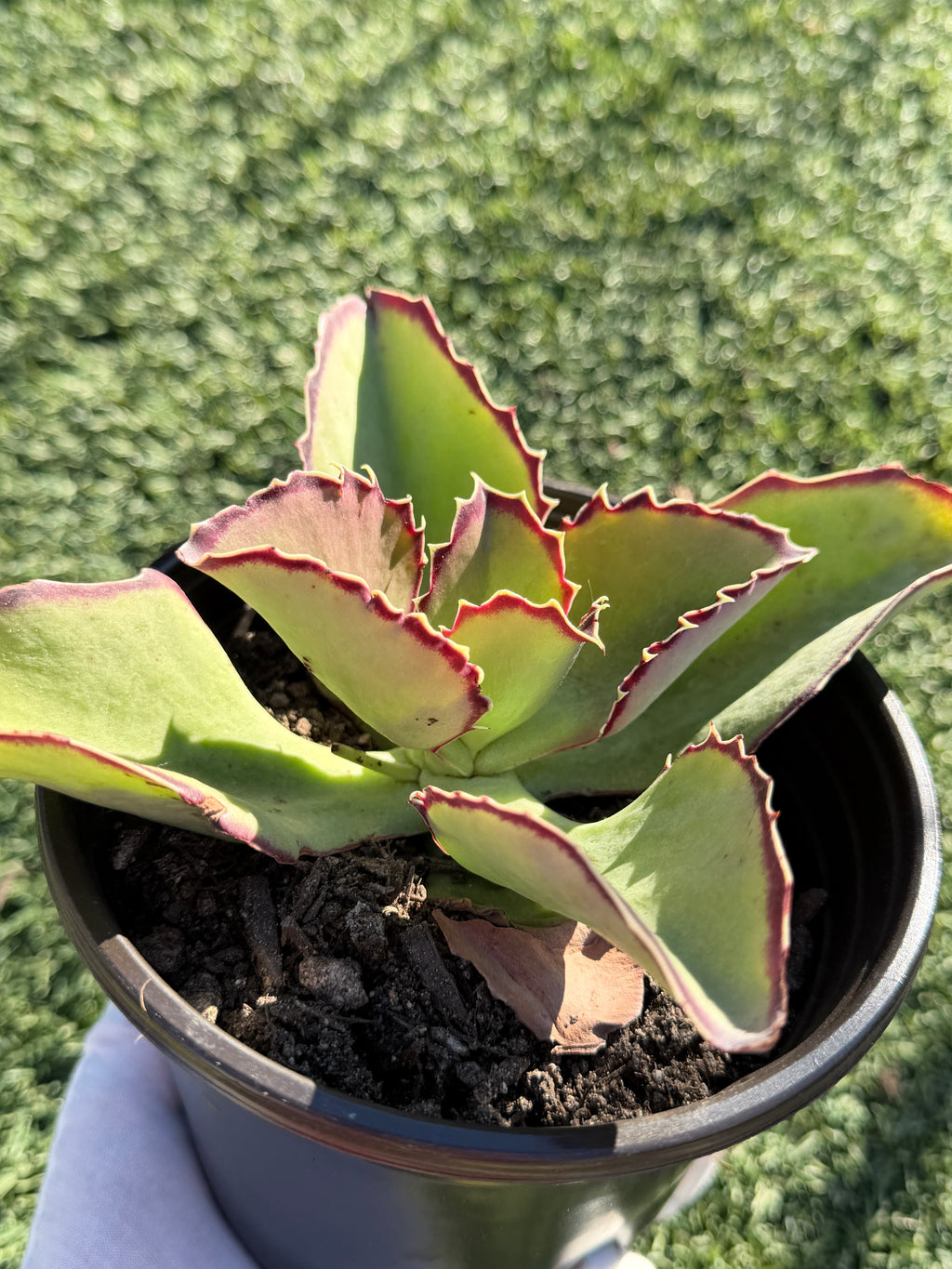 Echeveria × Kalanchoe ‘Synsepala’ – Imported Live Succulent & CA‑Acclimated