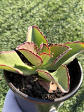 Echeveria × Kalanchoe ‘Synsepala’ – Imported Live Succulent & CA‑Acclimated