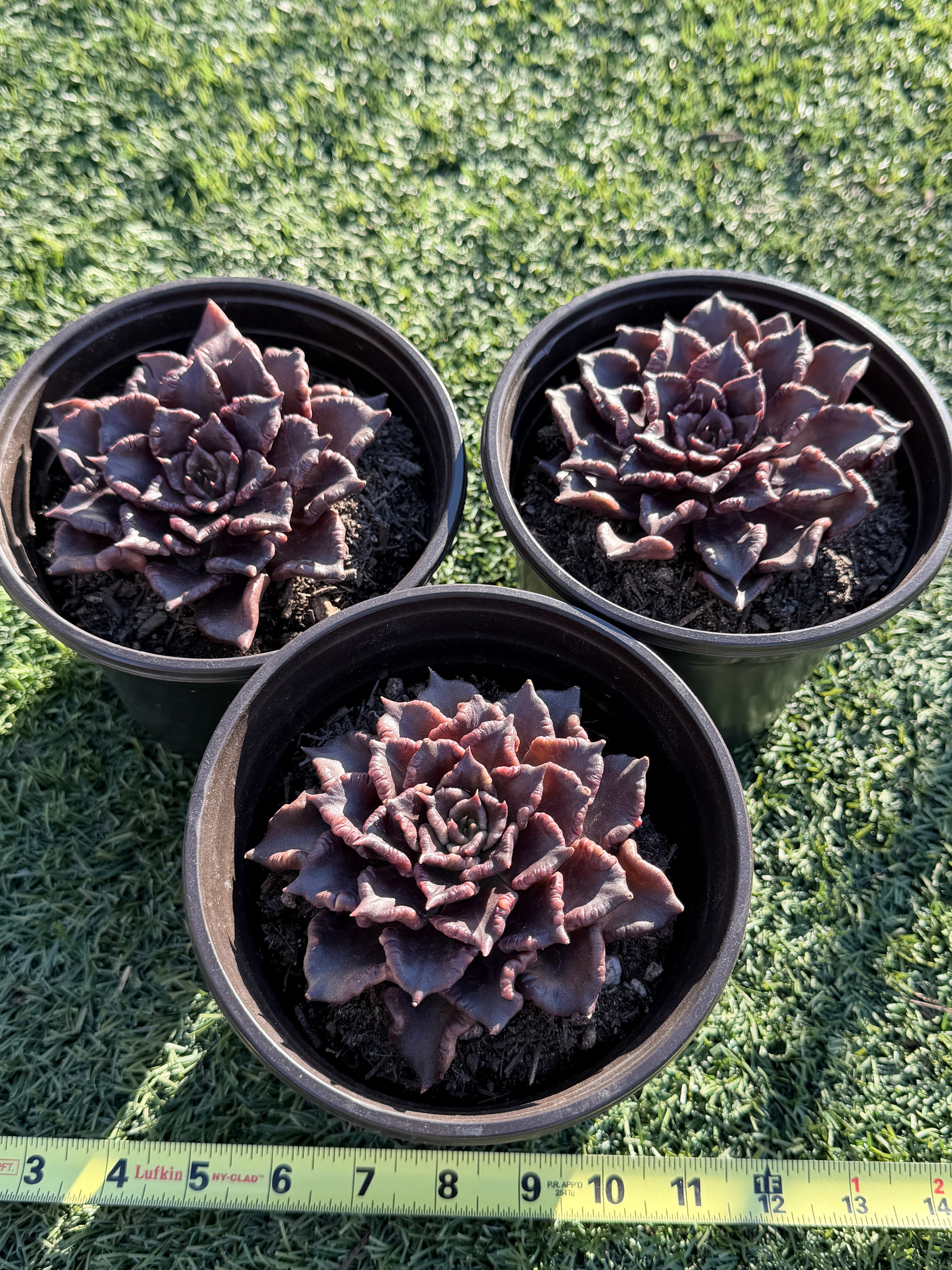 Rare Succulent 'Black Madiba' Live Plant | Farm Grown | Legally Imported | Fast Ship CA