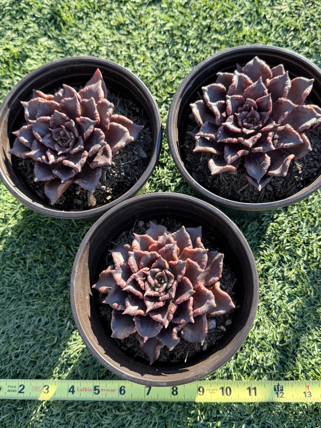 Rare Succulent 'Black Madiba' Live Plant | Farm Grown | Legally Imported | Fast Ship CA