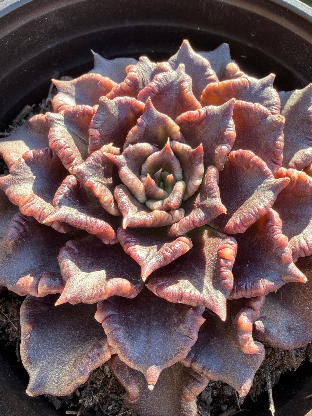Rare Succulent 'Black Madiba' Live Plant | Farm Grown | Legally Imported | Fast Ship CA