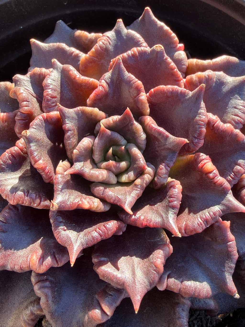 Rare Succulent 'Black Madiba' Live Plant | Farm Grown | Legally Imported | Fast Ship CA