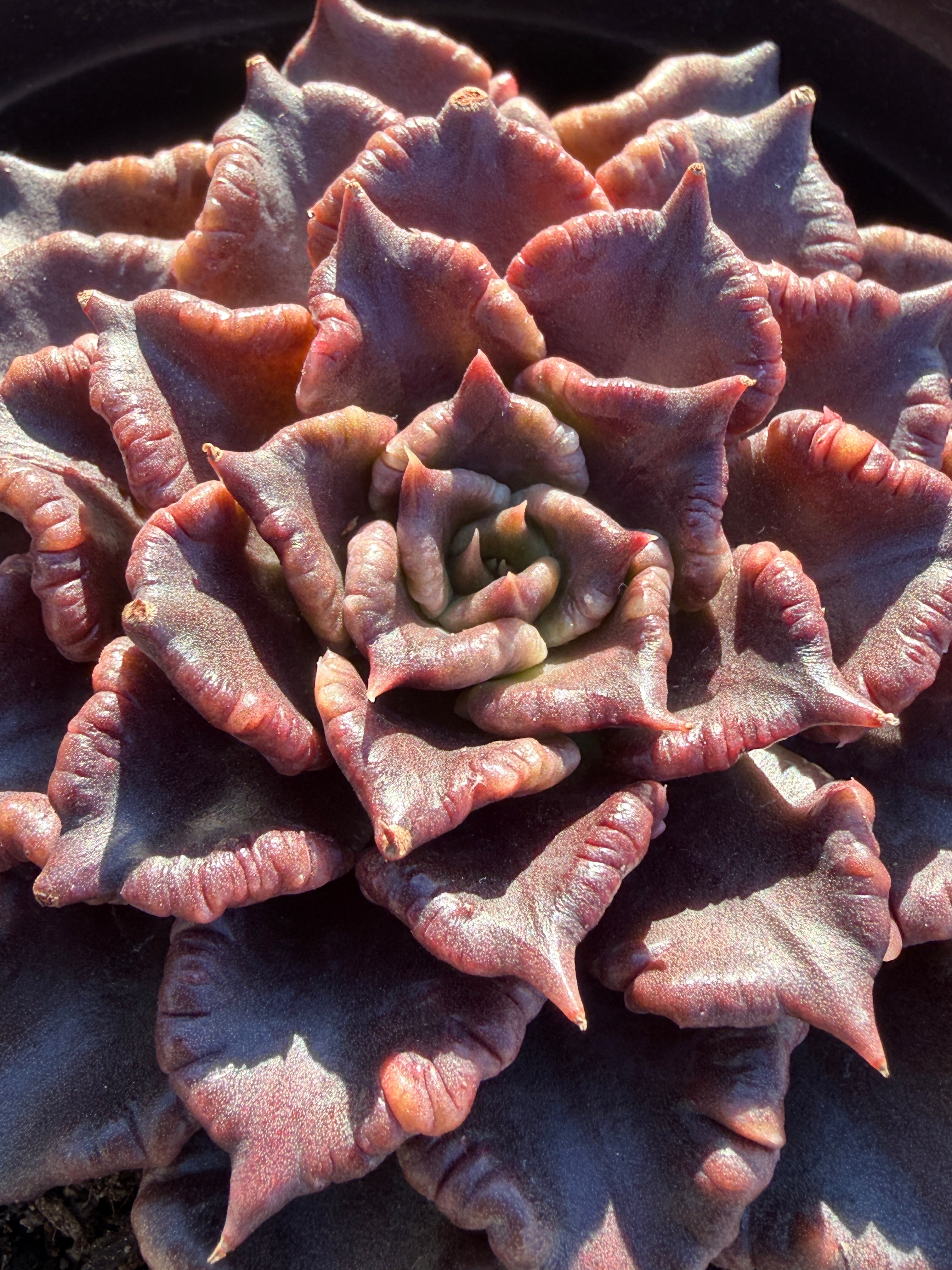 Rare Succulent 'Black Madiba' Live Plant | Farm Grown | Legally Imported | Fast Ship CA