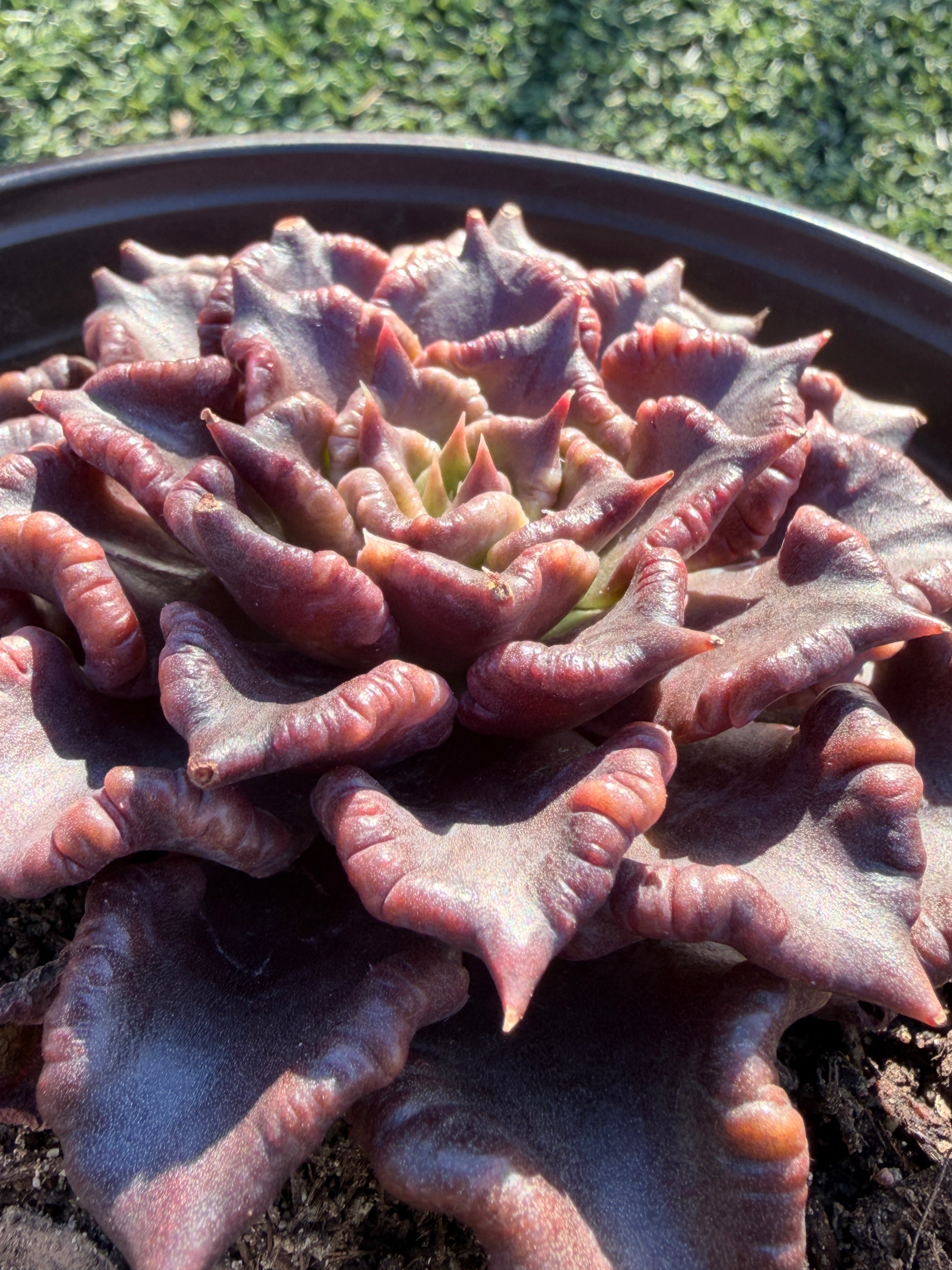 Rare Succulent 'Black Madiba' Live Plant | Farm Grown | Legally Imported | Fast Ship CA