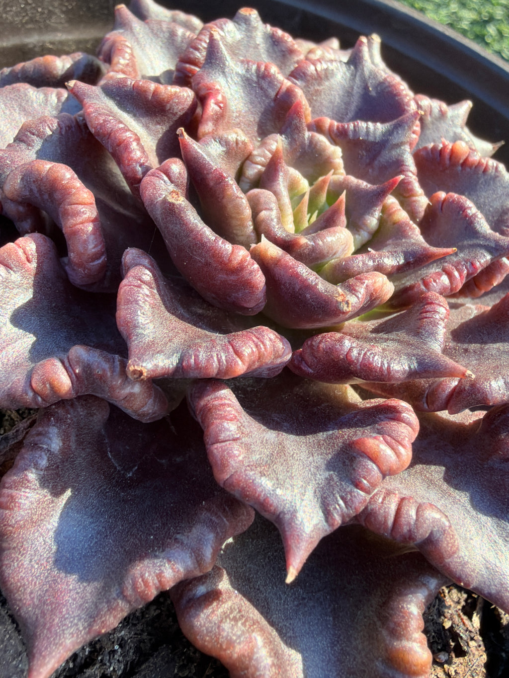 Rare Succulent 'Black Madiba' Live Plant | Farm Grown | Legally Imported | Fast Ship CA
