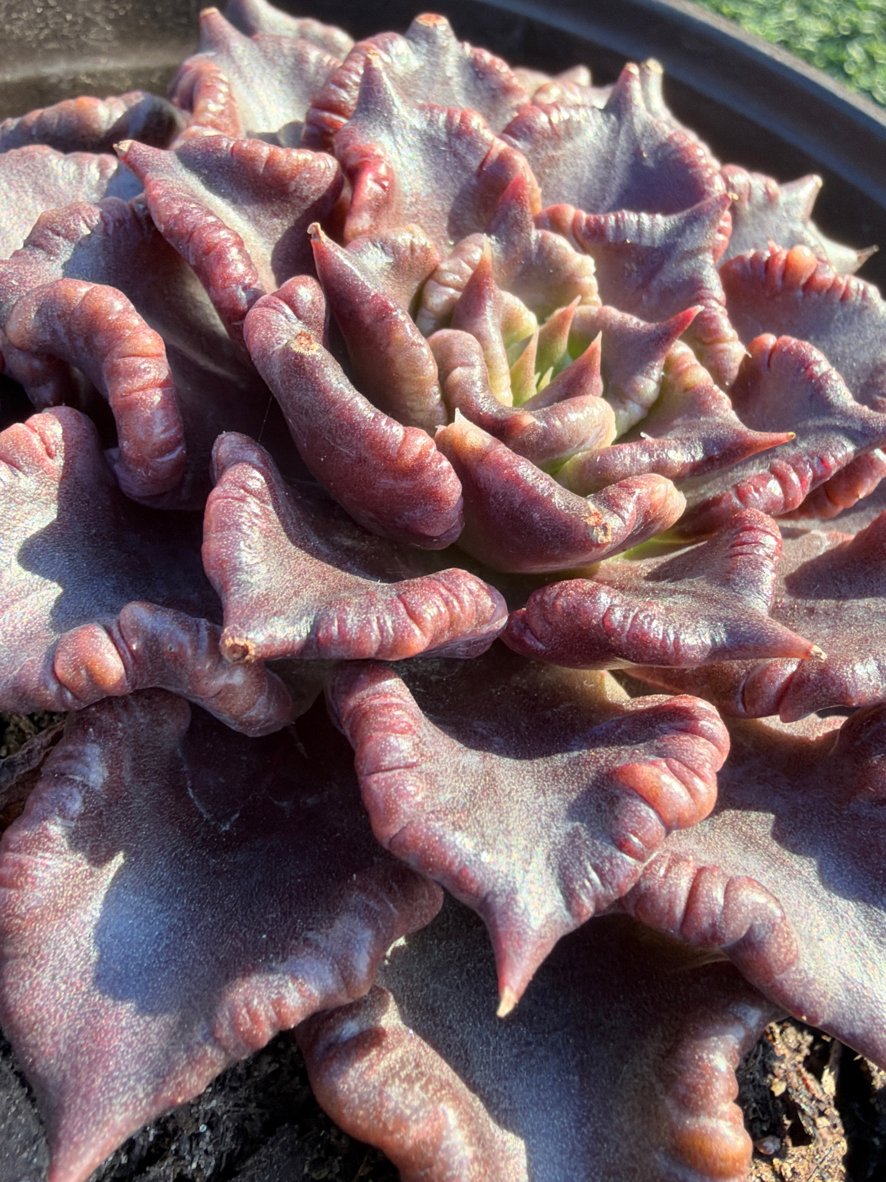 Rare Succulent 'Black Madiba' Live Plant | Farm Grown | Legally Imported | Fast Ship CA