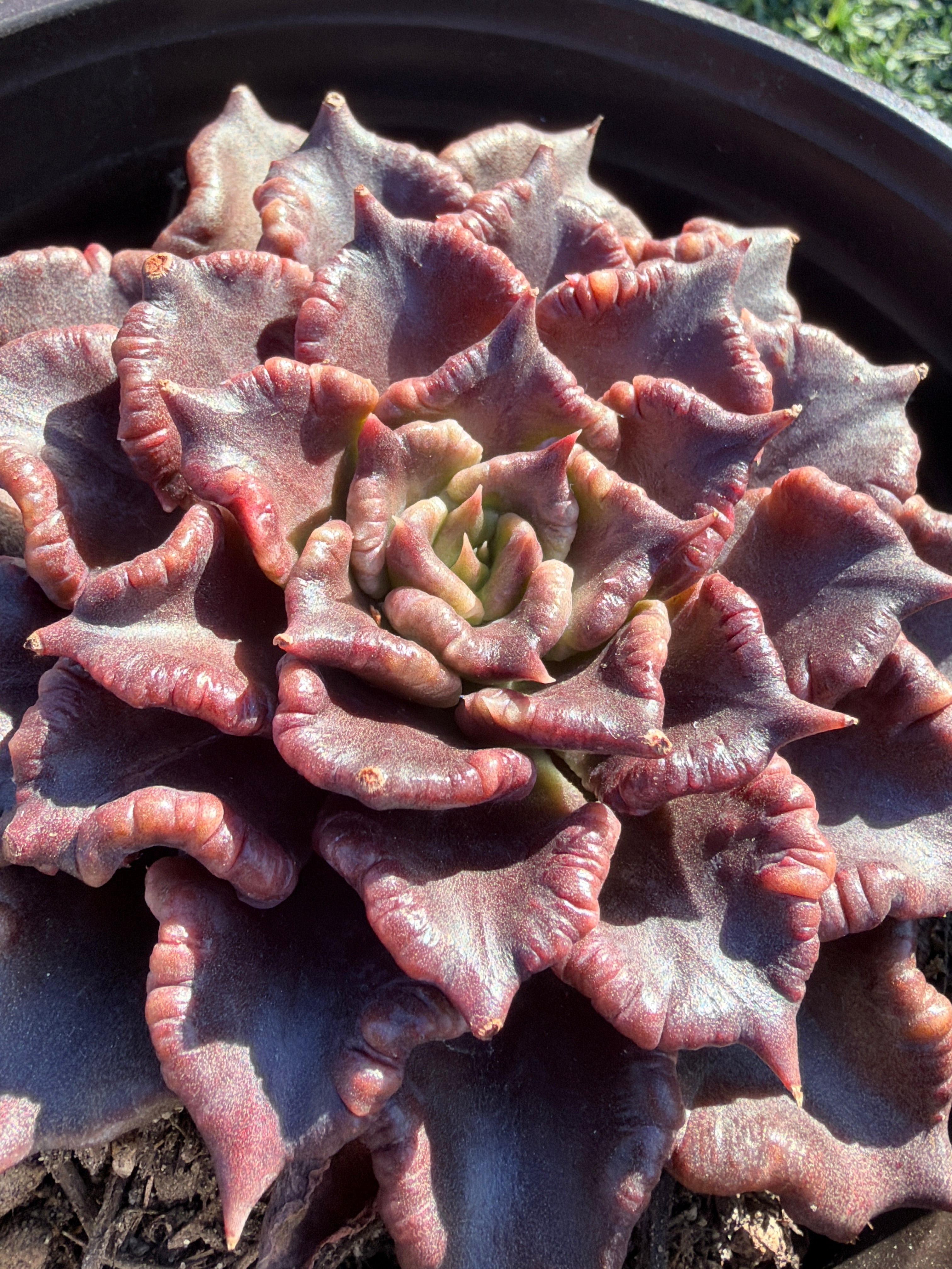 Rare Succulent 'Black Madiba' Live Plant | Farm Grown | Legally Imported | Fast Ship CA