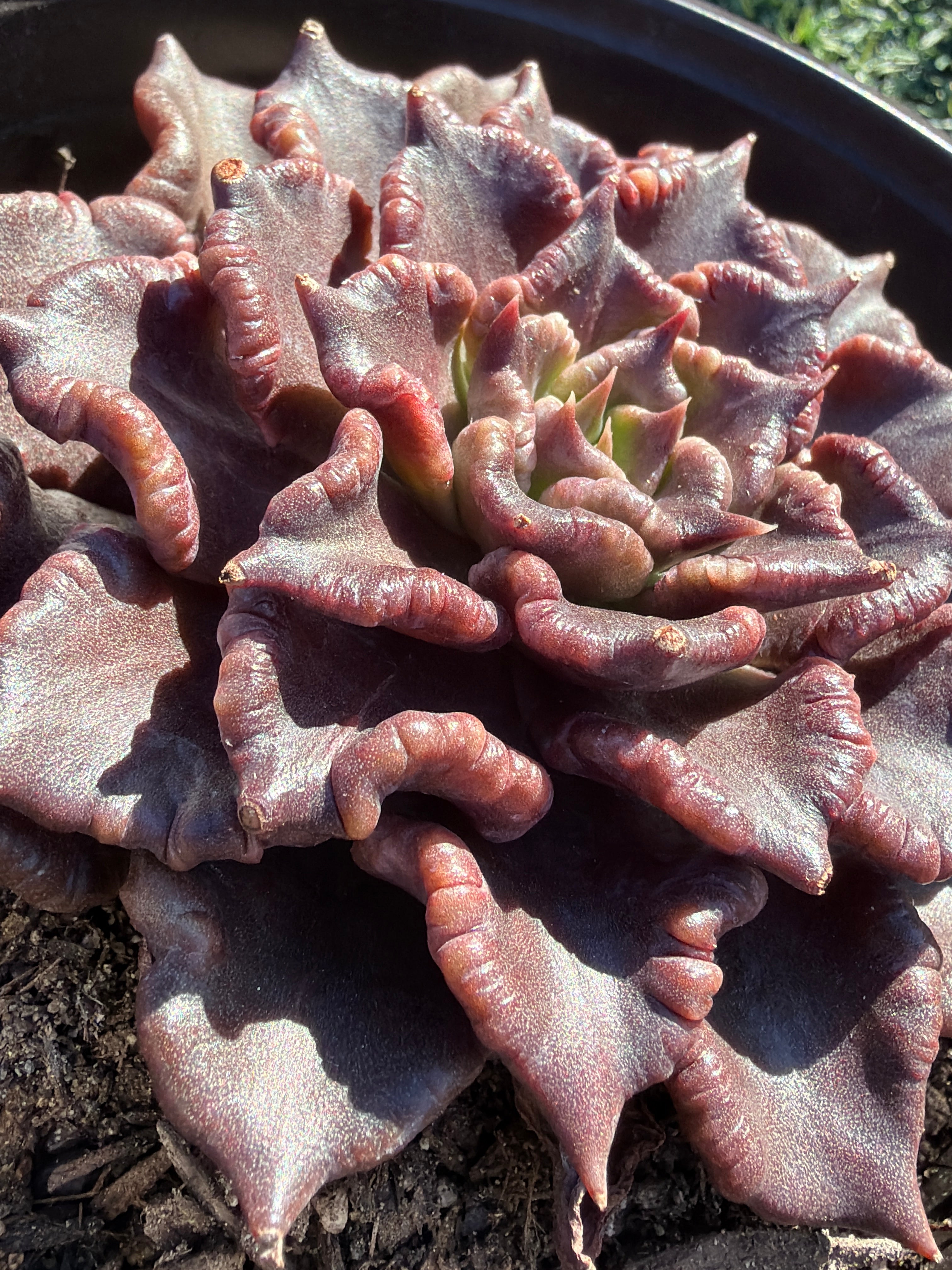 Rare Succulent 'Black Madiba' Live Plant | Farm Grown | Legally Imported | Fast Ship CA