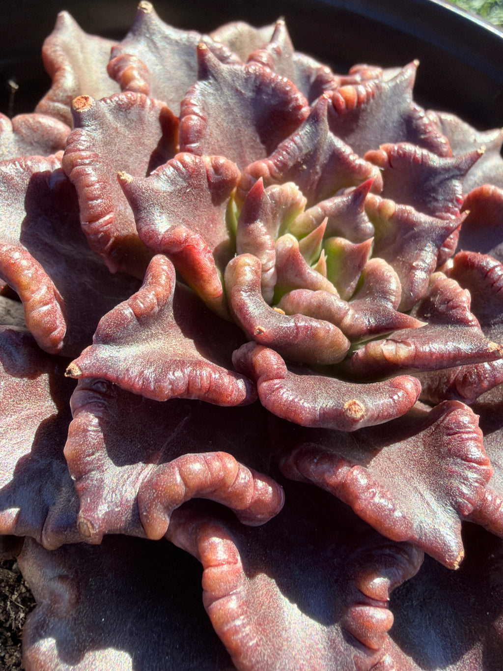 Rare Succulent 'Black Madiba' Live Plant | Farm Grown | Legally Imported | Fast Ship CA